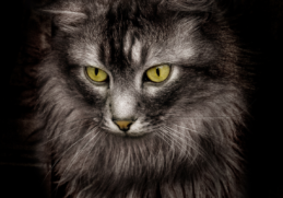 https://vewers.com/fearless-gangsta-cats/