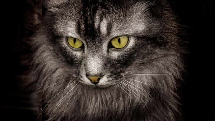 https://vewers.com/fearless-gangsta-cats/