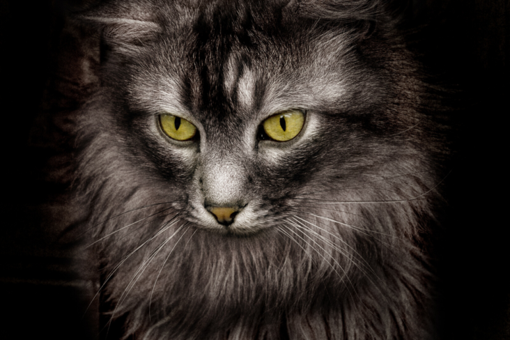 https://vewers.com/fearless-gangsta-cats/