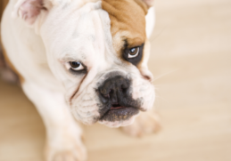 https://vewers.com/insanely-cute-doggo-tantrums/