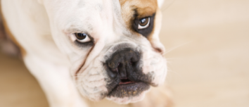 https://vewers.com/insanely-cute-doggo-tantrums/