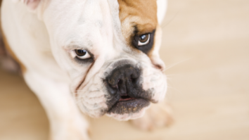 https://vewers.com/insanely-cute-doggo-tantrums/
