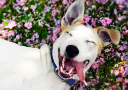 https://vewers.com/a-dogs-happy-life/