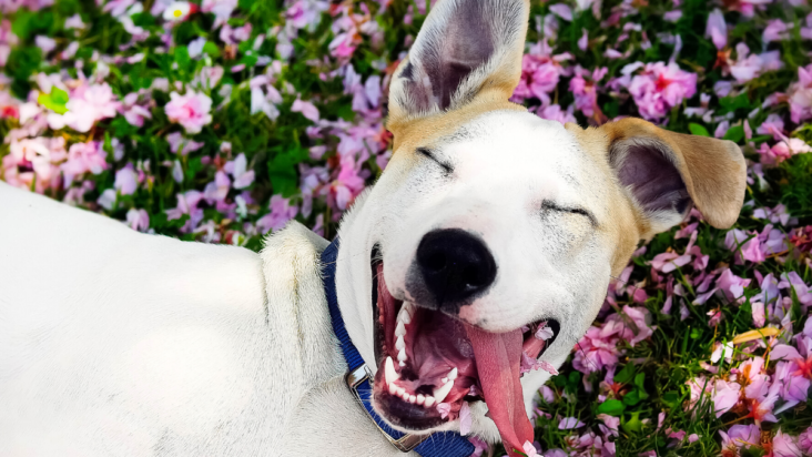 https://vewers.com/a-dogs-happy-life/