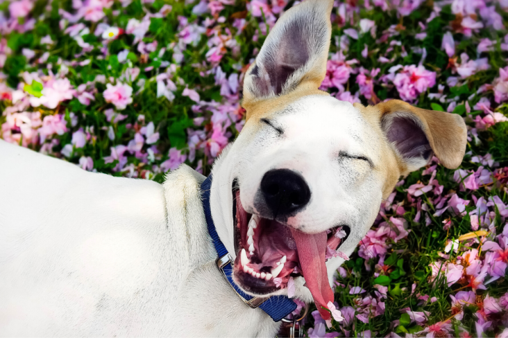https://vewers.com/a-dogs-happy-life/
