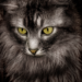 https://vewers.com/fearless-gangsta-cats/